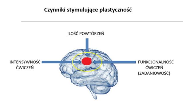3 czynniki decydujące o efektach fizjoterapii i pobudzaniu mózgu do zmian plastycznych.